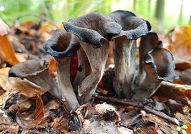 Trompetas de la muerte: ¿por qué se le conoce como 'la trufa de los pobres'?