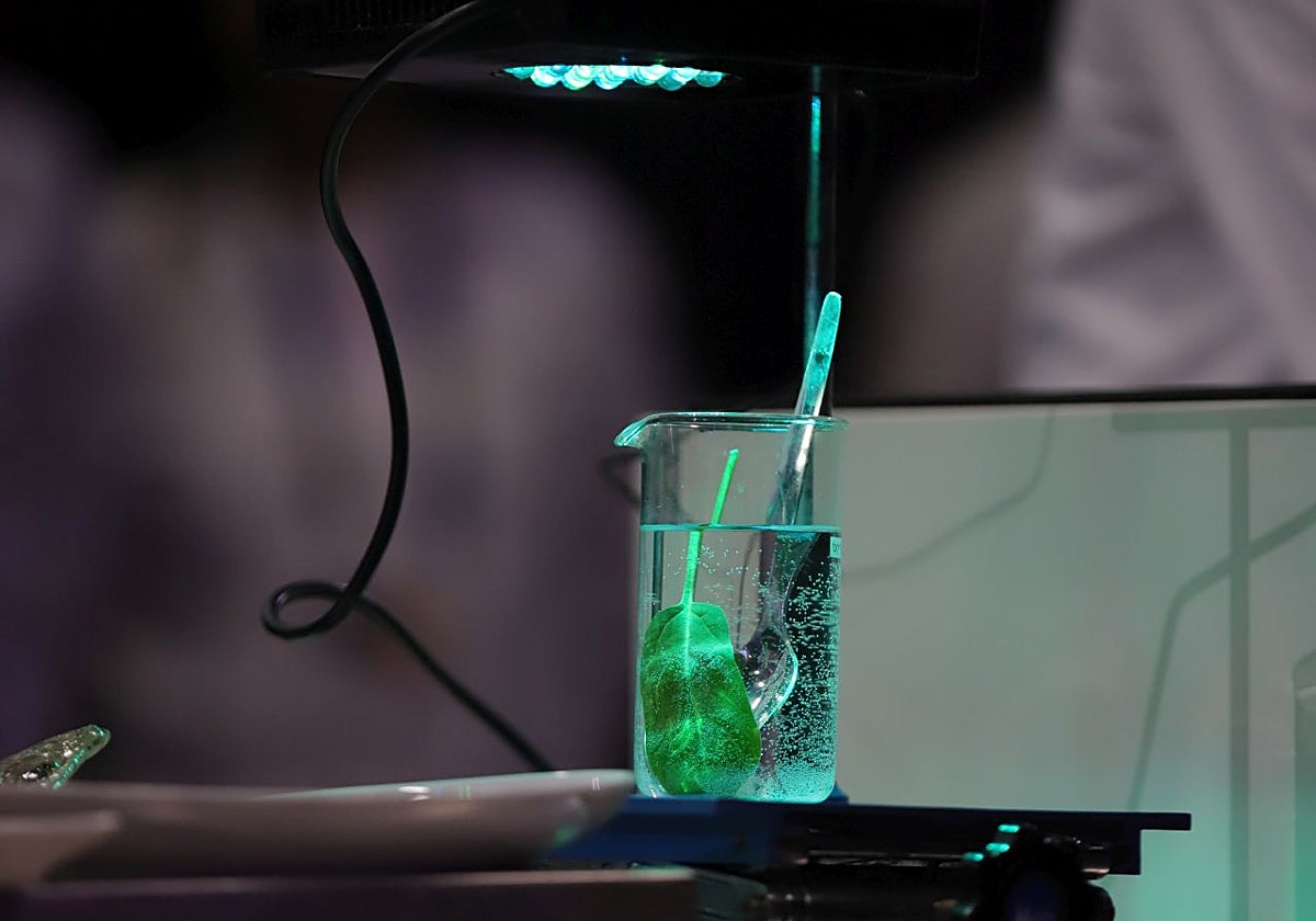 Cocina con luz, una de las ponencias más futuristas que ha acogido Madrid Fusión 2025
