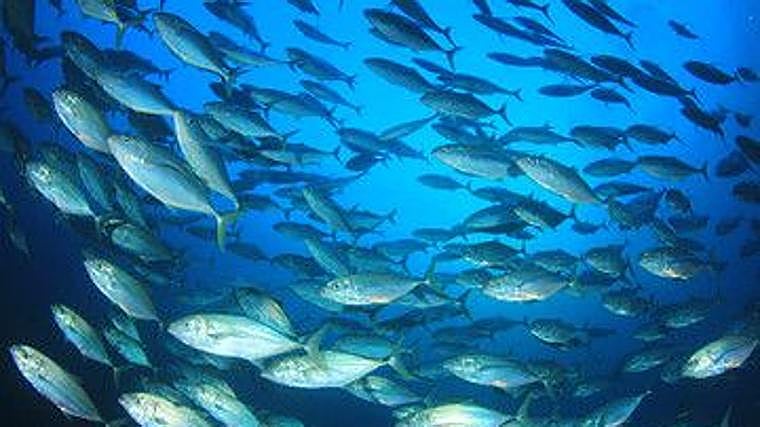 La ruta gastronómica del bonito del norte, rey del verano