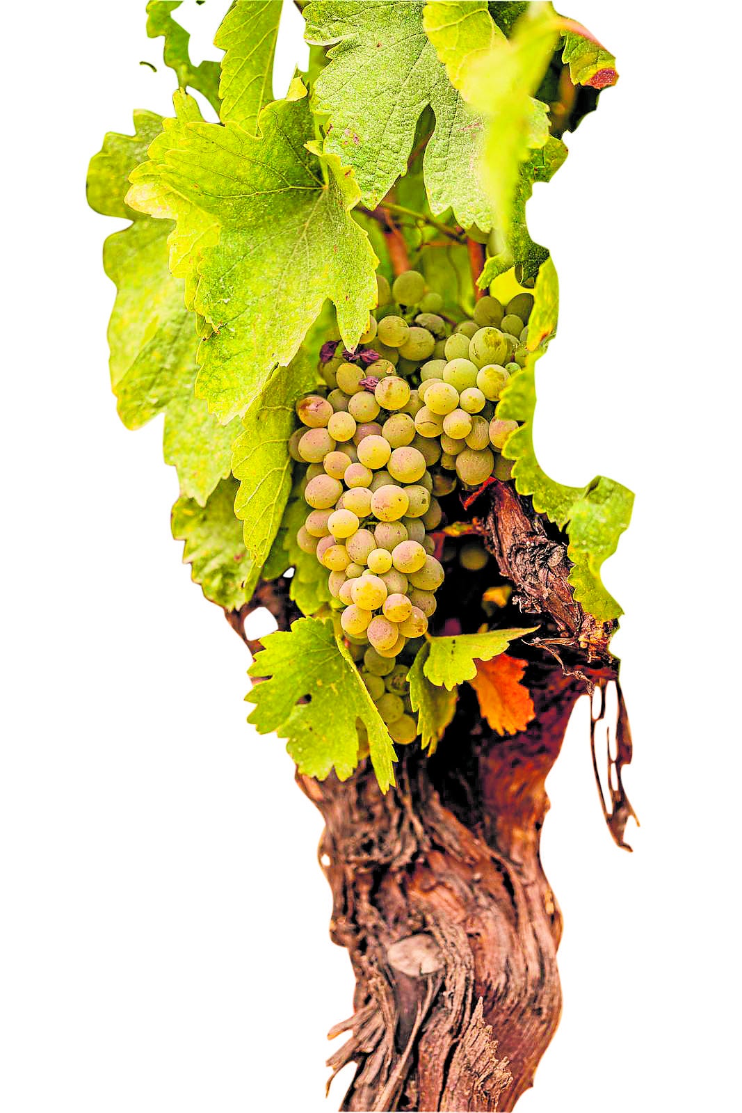 Imagen - Características de la uva godello