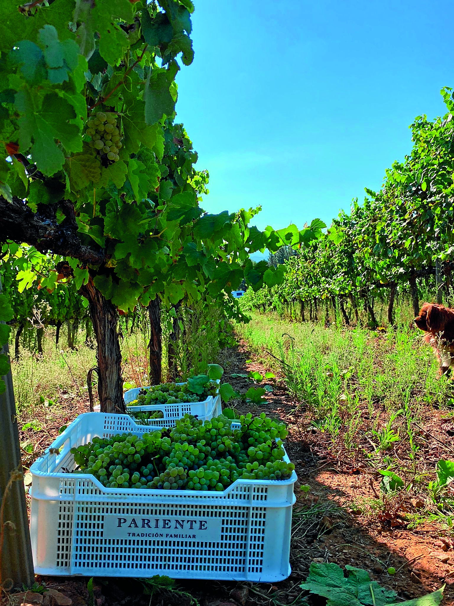 Imagen secundaria 2 - La enóloga Martina Prieto Pariente (arriba), Araceli Fernández, directora de Godeval (en el medio) y vendimia de O Chan de Prieto Pariente en El Bierzo