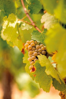 Todo sobre la uva godello, la variedad que conquista los paladares exigentes