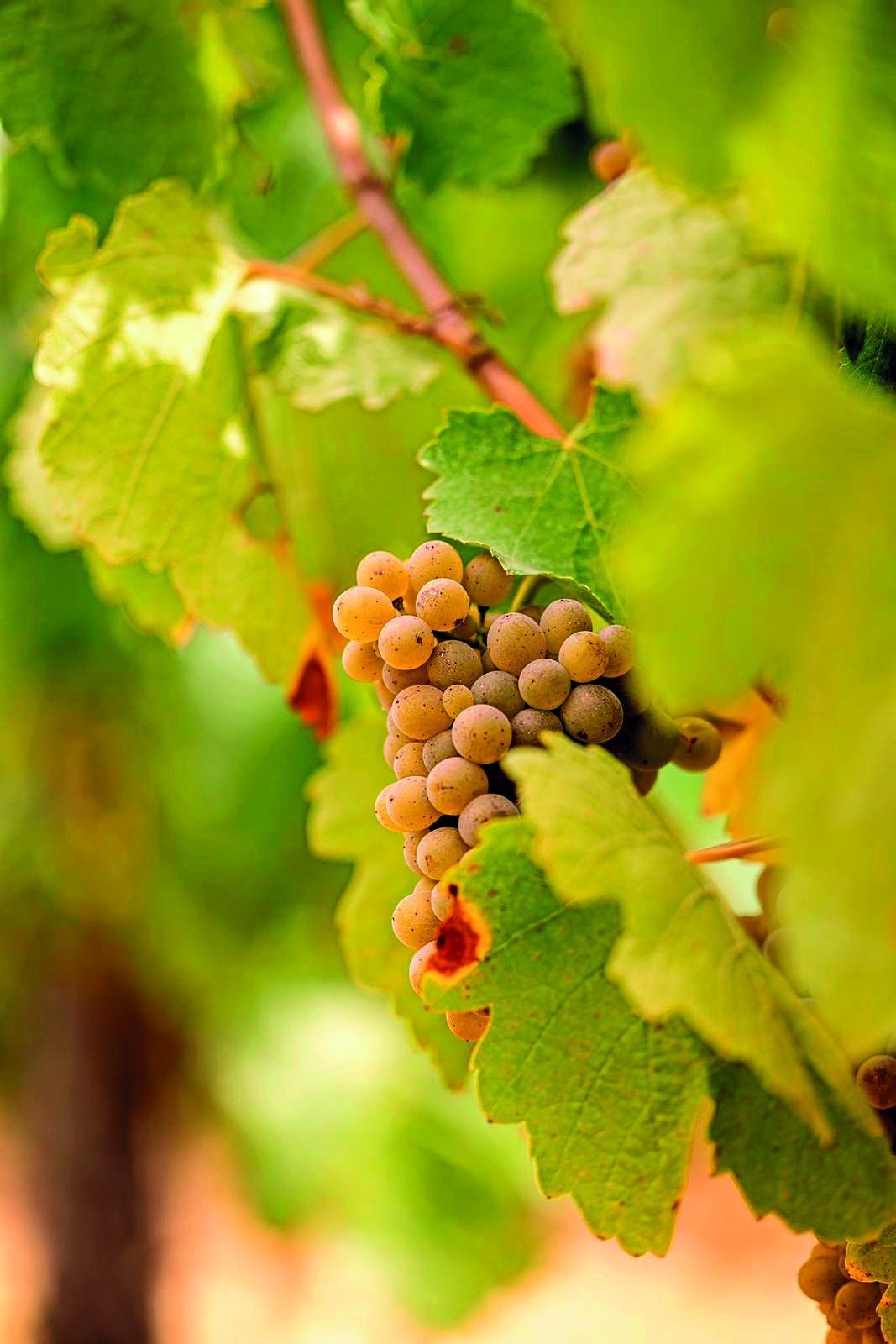 Todo sobre la uva godello, la variedad que conquista los paladares exigentes