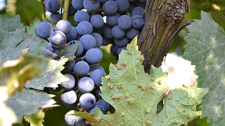Así lucen los viñedos afectados