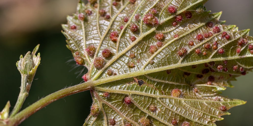 Filoxera, la plaga del siglo XIX resurge en Canarias