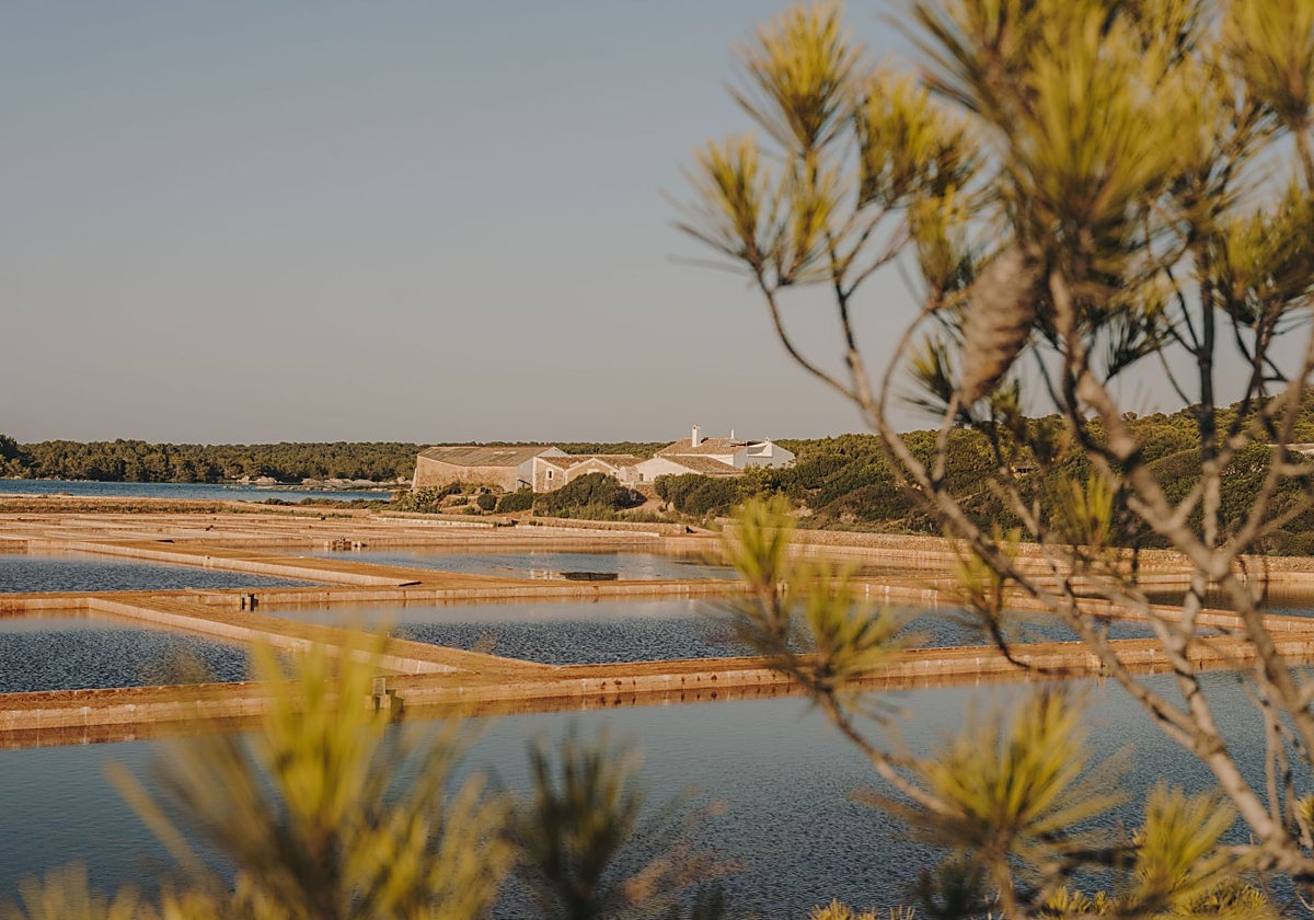 Sal de Menorca