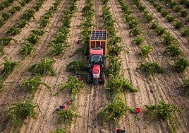 Thermanthia 2017, un toro de una añada precisa