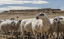 Vida de pastores: jóvenes que deciden dar el relevo