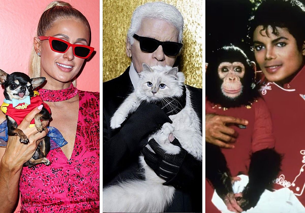 Las mascotas de las estrellas, blanco de las excentricidades que caracterizan a sus dueños