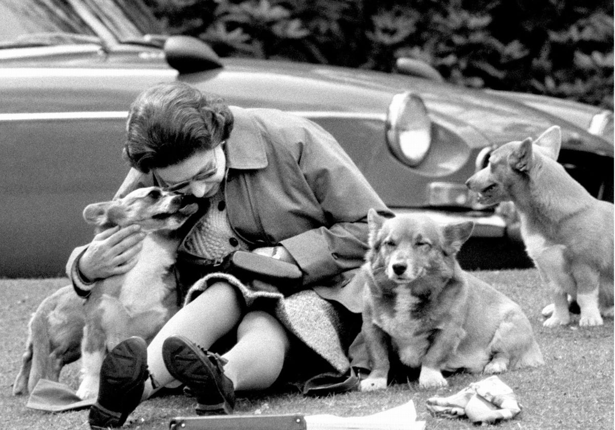 Así están los perros de la Reina Isabel II, tres años y medio después de su muerte
