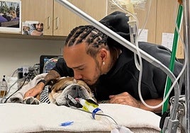 Muere Roscoe, el perro y mejor amigo de Lewis Hamilton: «Ha sido una de las experiencias más dolorosas de mi vida»