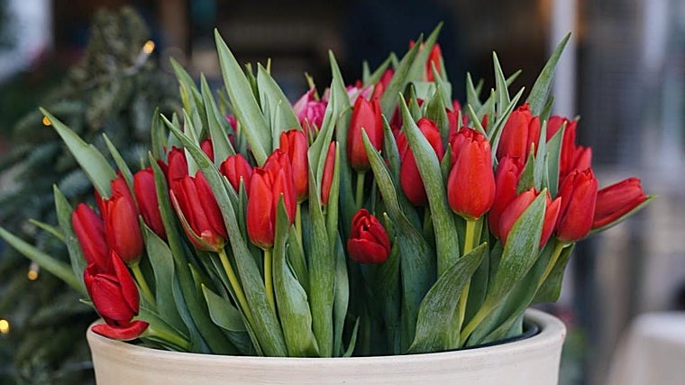 Casa Ozama propone un tapeo al aire libre para el día del Mercado de las Flores en El Porvenir
