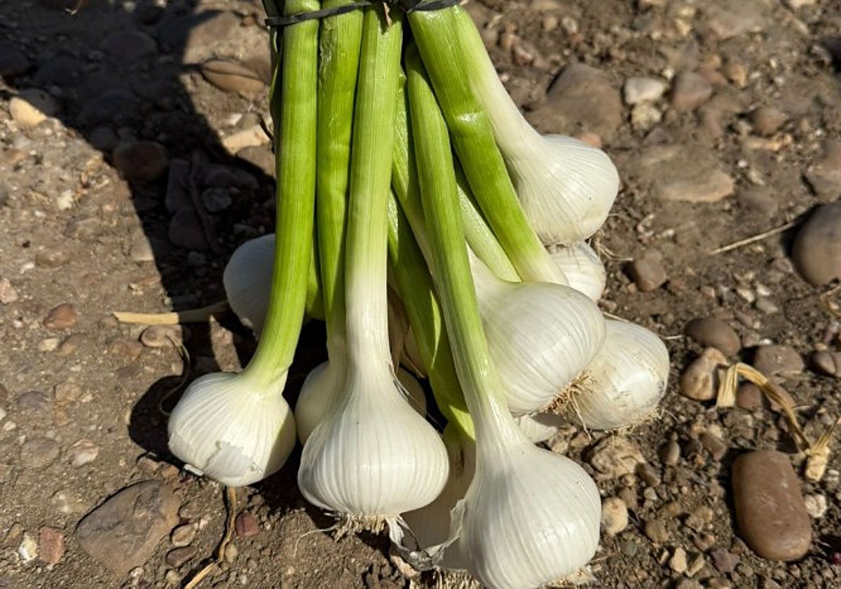 Ajos en los campos de Montalbán