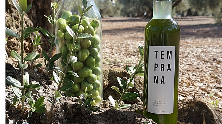 Los mejores aceites de oliva de Málaga: un recorrido por los AOVEs más singulares de la provincia