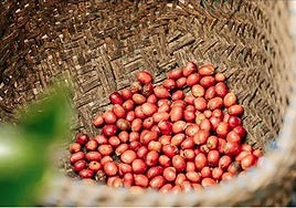 Café sin Intermediarios: el tostadero rural de Pozoblanco que lleva el sabor del norte de Córdoba al mundo