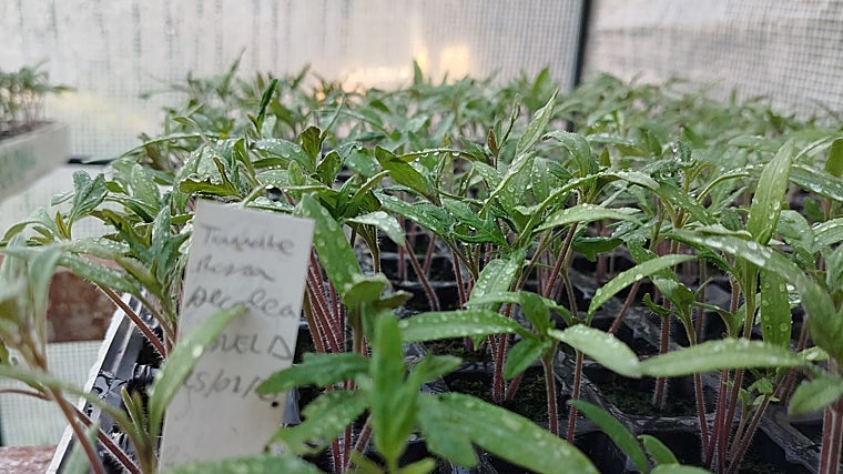 Plantación de tomate rosa de Alcolea
