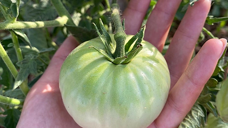 Un tomate rosa de Alcolea en una mata