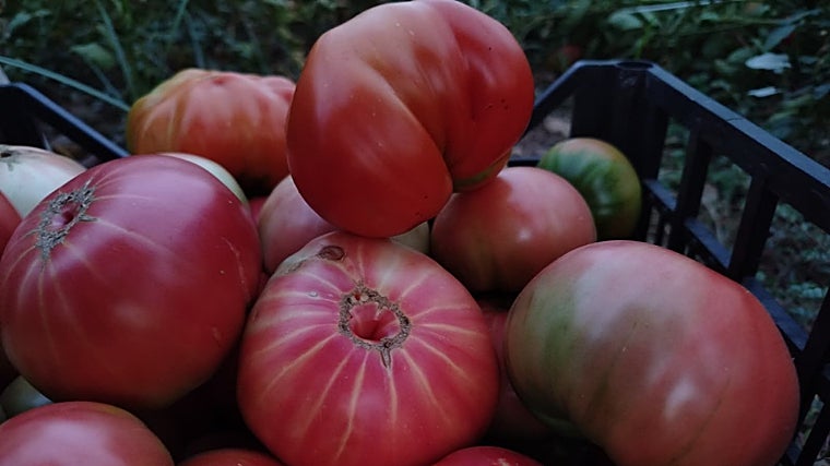 Tomates rosas de Alcolea (Córdoba)
