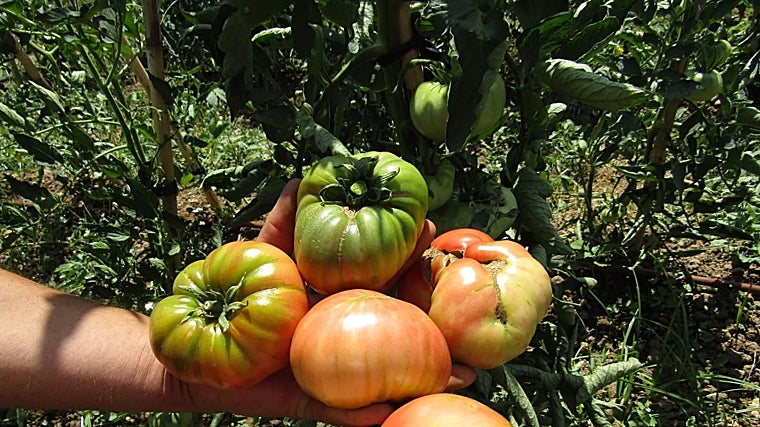Tomates rosas de Alcolea (Córdoba)