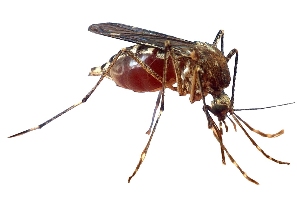 La batalla milenaria contra los mosquitos que mataron a más gente que las guerras