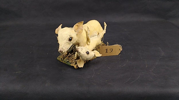 Cerdos siameses unidos por los traseros