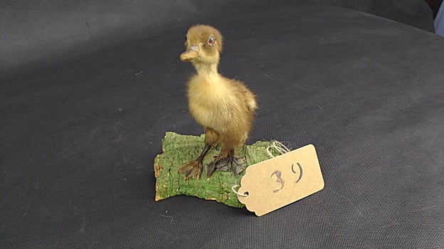 Pollo con tres patas