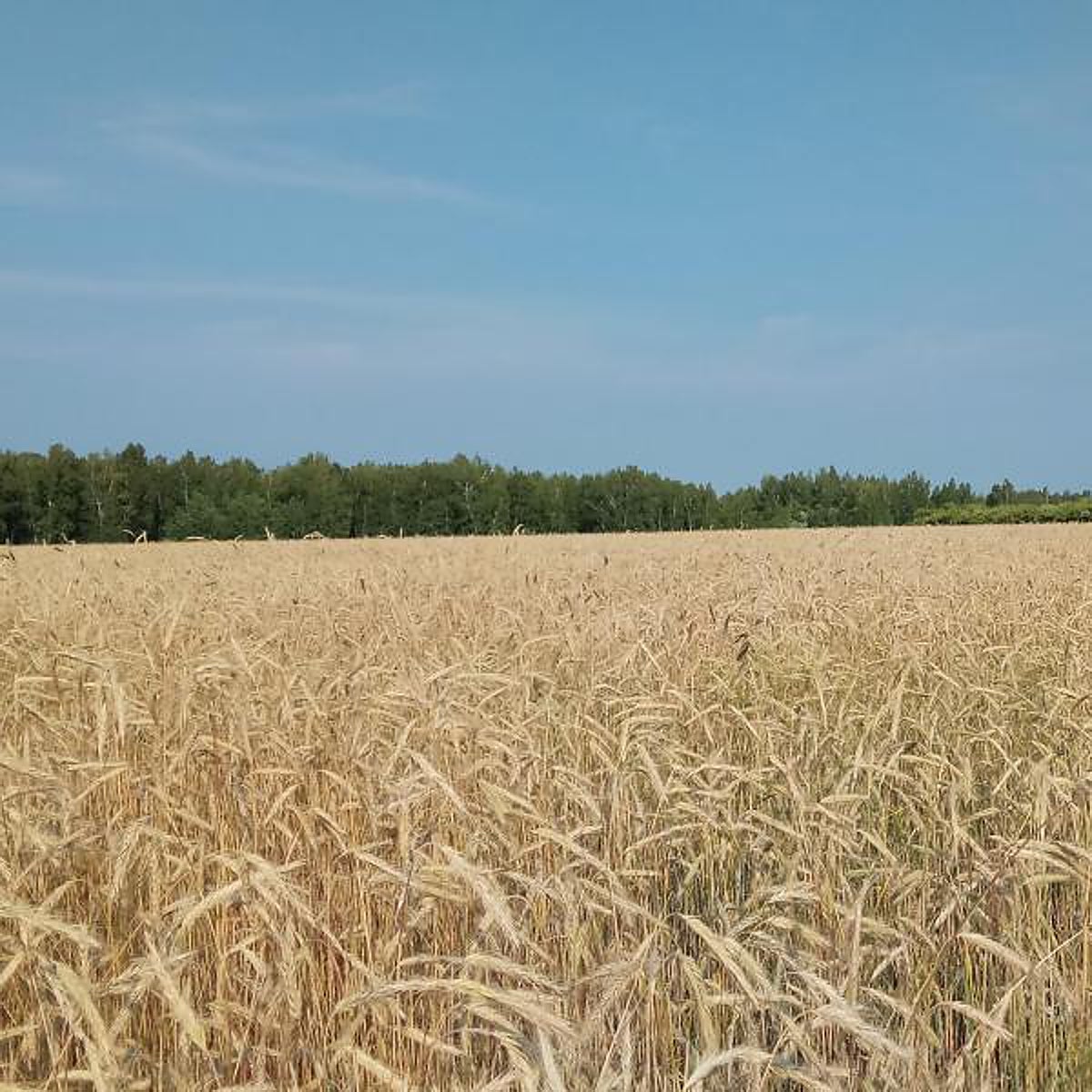 Rusia acepta retomar el acuerdo para exportar granos desde Ucrania