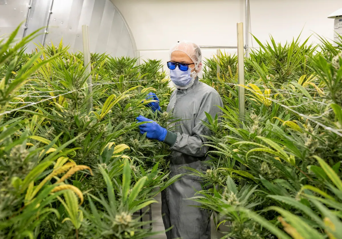 Alemania aspira a convertirse en el mayor productor europeo de cannabis