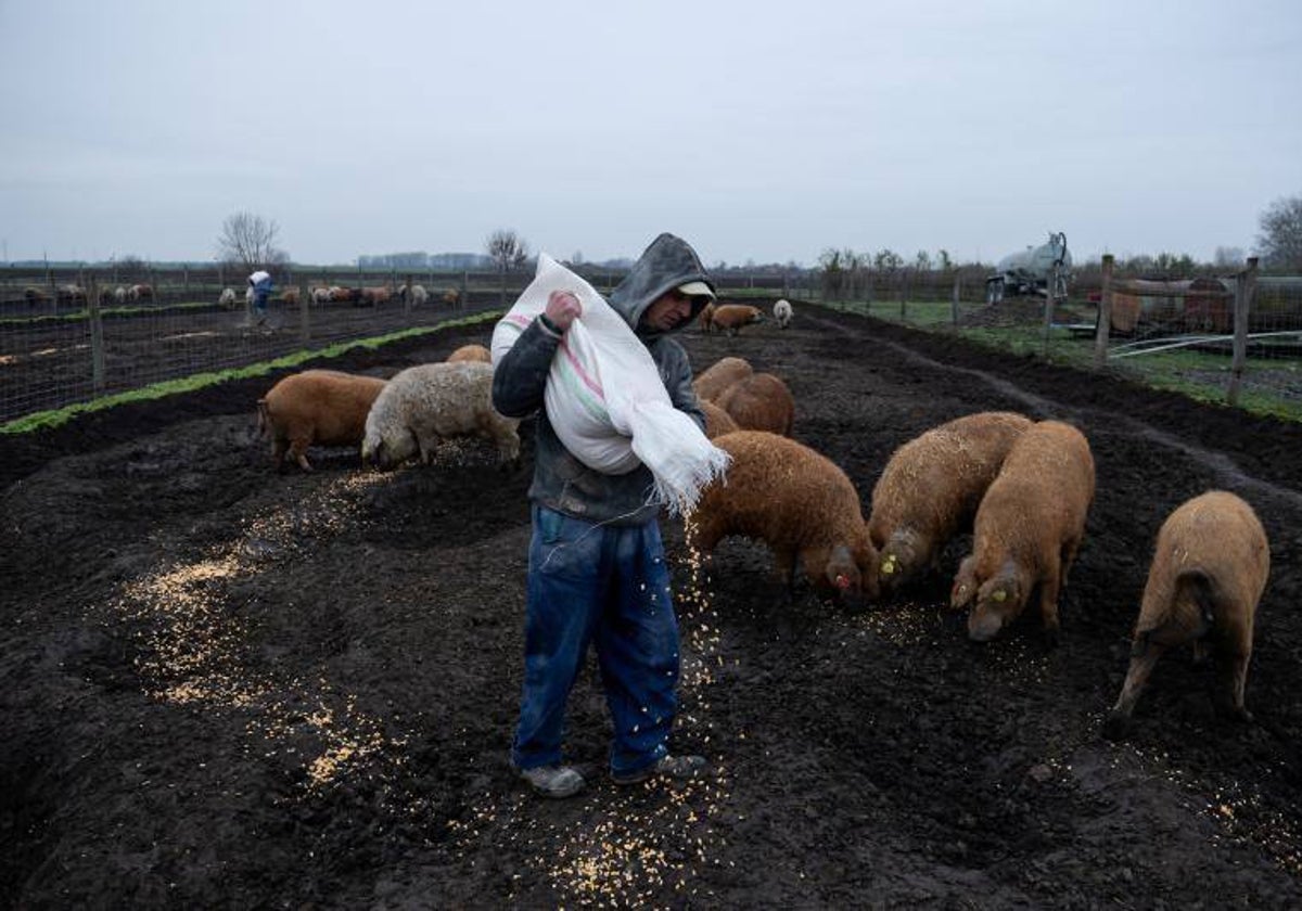 Un trabajador alimenta cerdos en una granja de Tiszaeszlar, Hungría