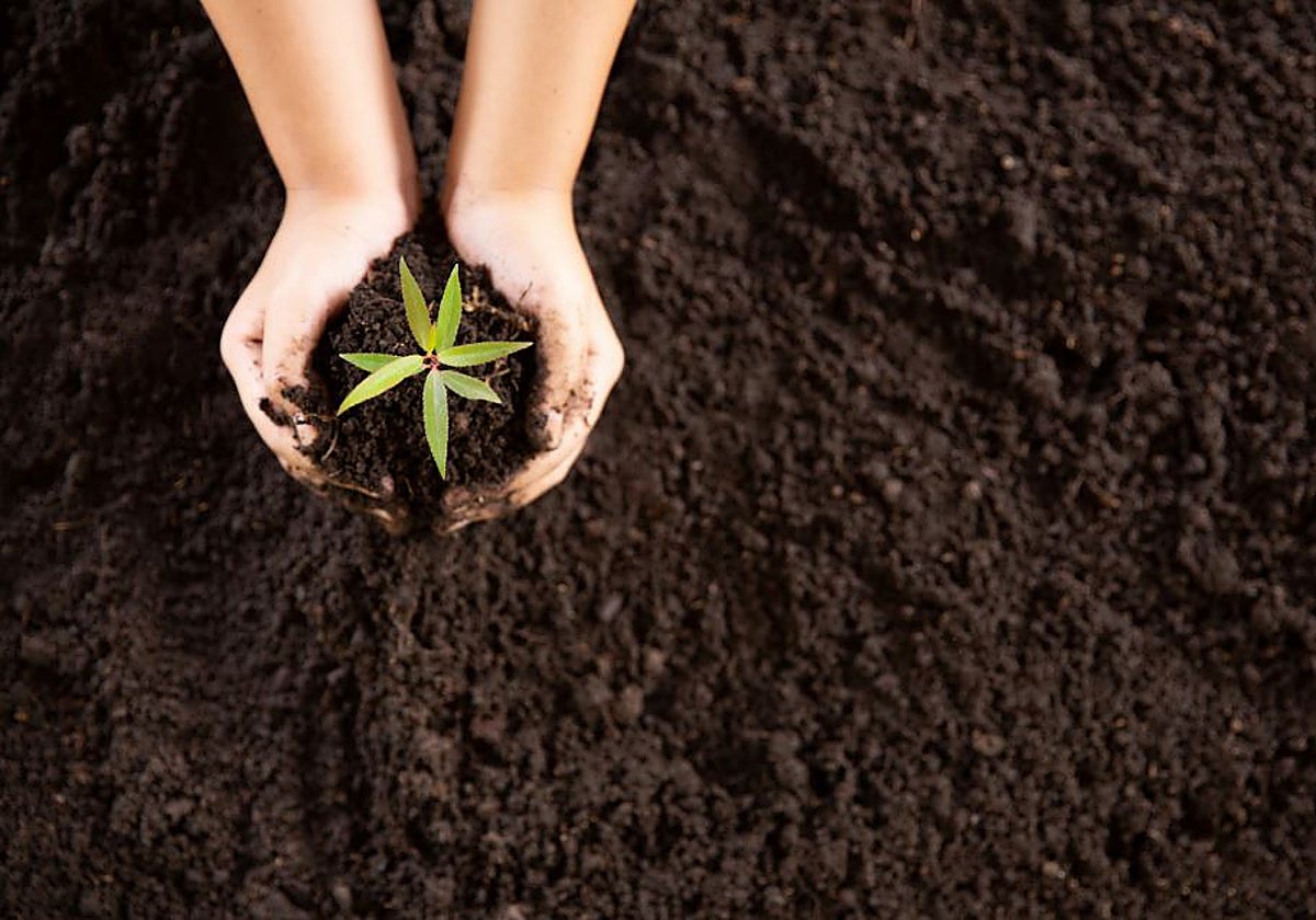 La tierra resultante del proceso de descomposición puede usarse para cultivar plantas