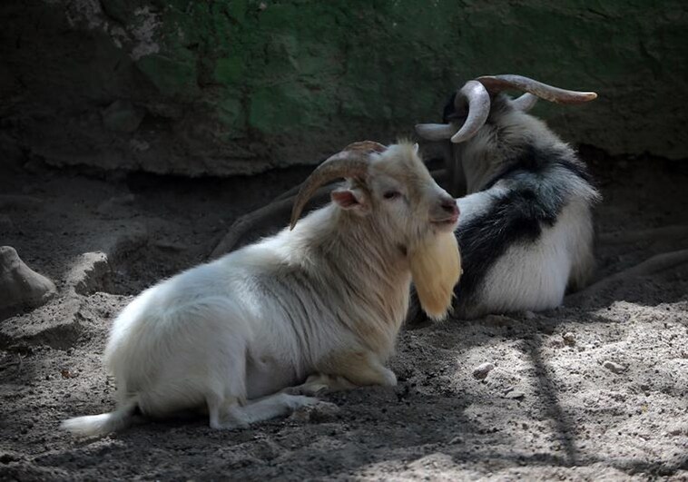 Denuncian al exdirector de un zoo por la desaparición de varias cabras pigmeas en una cena de fin de año