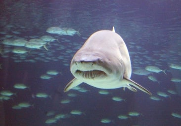 Muere una adolescente por el ataque de un tiburón tras saltar al agua para nadar con él al confundirlo con un delfín