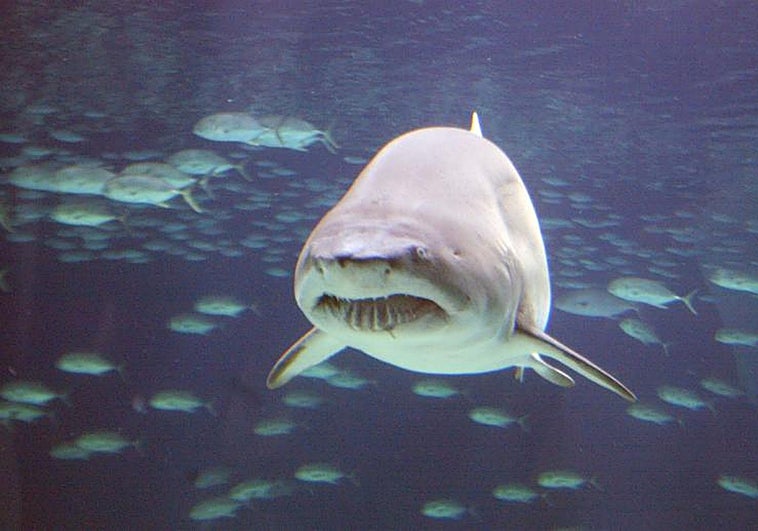 Muere una adolescente por el ataque de un tiburón tras saltar al agua para nadar con él al confundirlo con un delfín