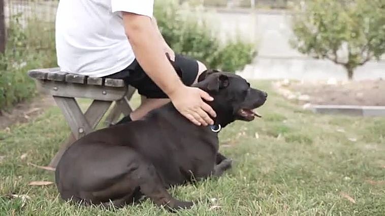 Reclusos de una prisión de Tasmania adoptan a un perro de diez años con ansiedad