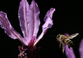 Un enjambre de abejas africanas mata a al menos seis pasajeros de un autobús accidentado en Nicaragua