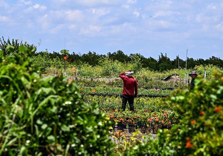Una trabajadora migrante trabaja en una tierra agrícola en Florida