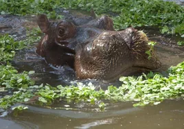 Un muerto y más de 20 desaparecidos tras el ataque de un hipopótamo a una canoa que cruzaba un río en Malaui