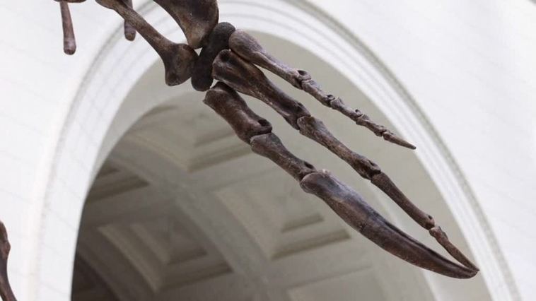 El museo de Historia Natural de Chicago exhibe una figura del dinosaurio depredador más grande