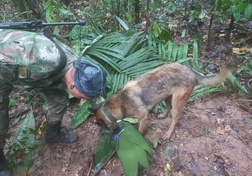 Una cinta amarilla de 11 kilómetros y 600 silbatos para encontrar a los niños perdidos en la selva colombiana