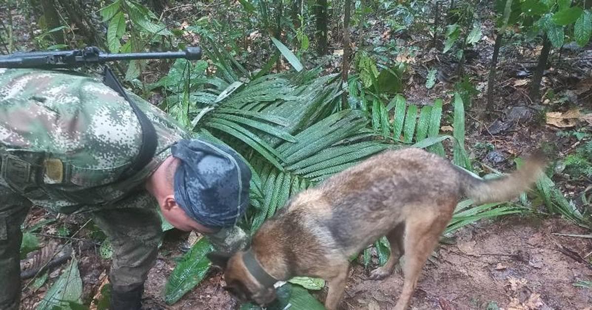 A qué sabe la comida de supervivencia militar? [VIDEO]