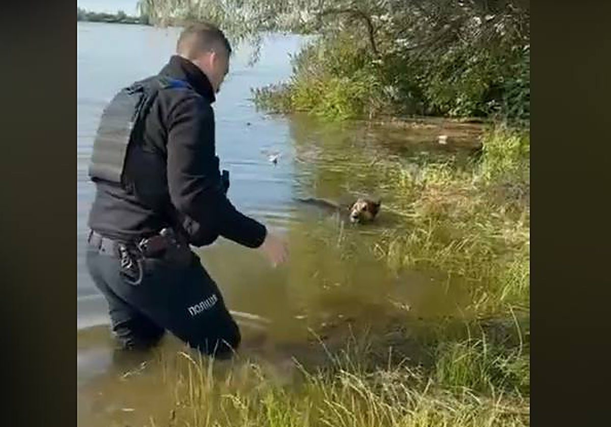 Un hombre rescata a un perro de morir ahogado tras la destrucción de la presa de Kajovka