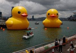 Dos patos de goma gigantes toman la bahía de Hong Kong para impulsar la «doble felicidad»