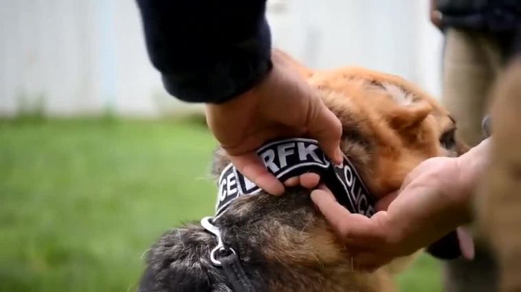 La Policía húngara adopta a un perro que perdió parte de la cara en la guerra de Ucrania