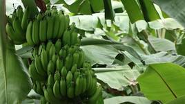 Países Bajos localiza 3.500 kilos de cocaína en un cargamento de bananos de Ecuador