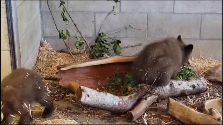 Rescatan a dos oseznos negros que quedaron huérfanos en un bosque de California