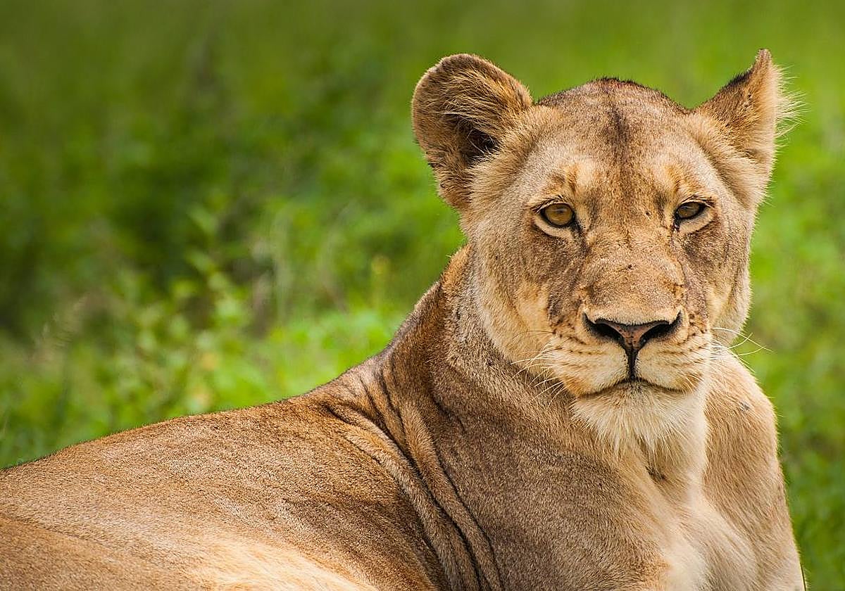 Una leona en una imagen de archivo