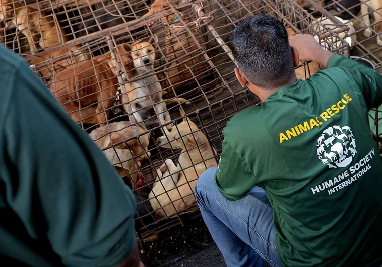 Defensores de animales rescatan a perros y gatos en Tomohon