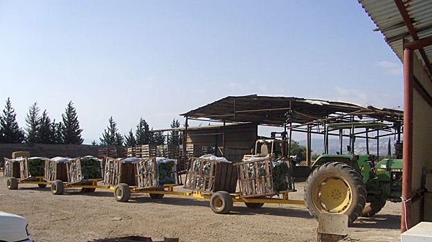 Bananas cultivadas en el Kibutz Ginosar a orillas del Kineret