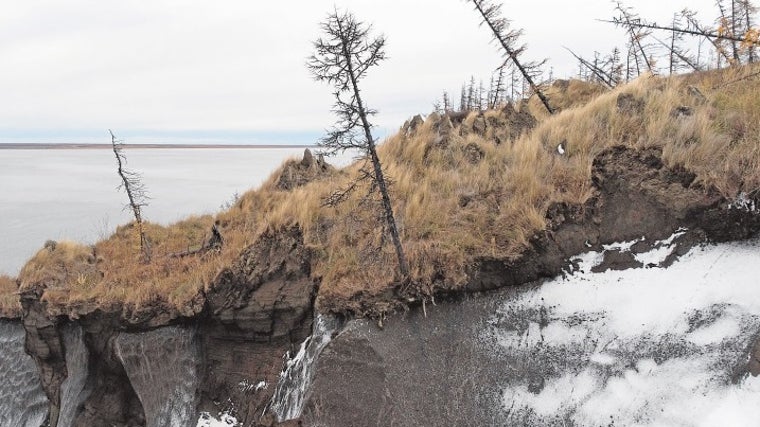 Los árboles se inclinan precariamente en Duvanny Yar, al suroeste de la ciudad de Chersky, República de Sakha (Yakutia), y se ofrece una vista lateral del deshielo del permafrost que tiene lugar bajo tierra