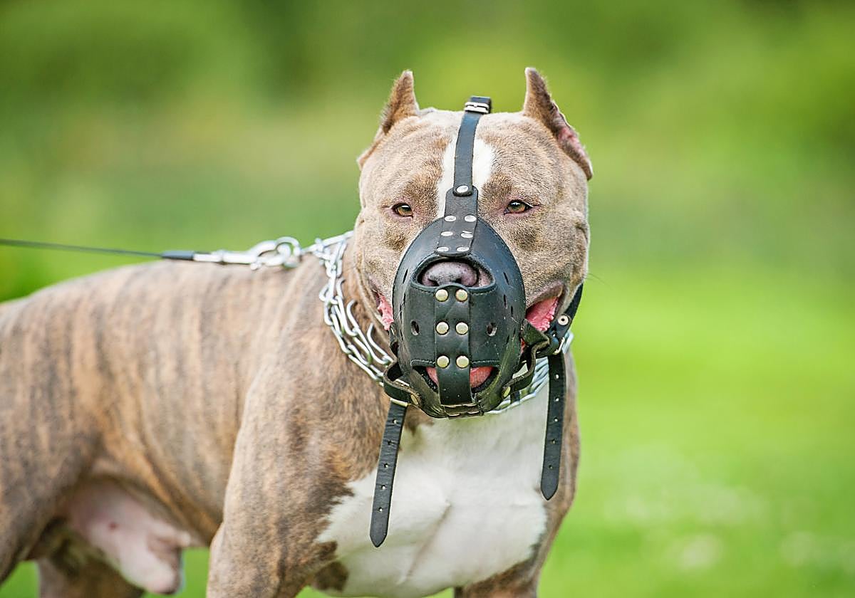 Un ejemplar de pitbull